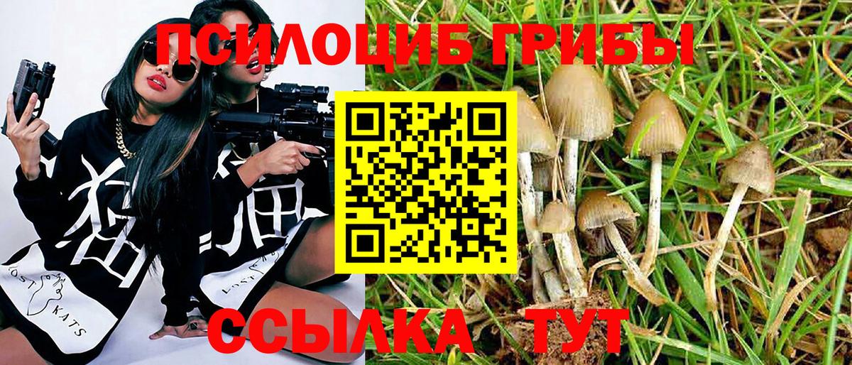 Унеча  Галлюциногенные грибы Psilocybine cubensis  Вход с VPN  Галлюциногенные грибы Psilocybe 